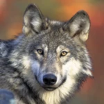 wolf wallpapers android application logo